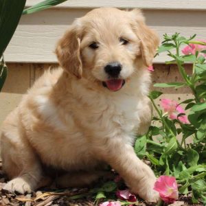 Elizabeth, Goldendoodle Puppy