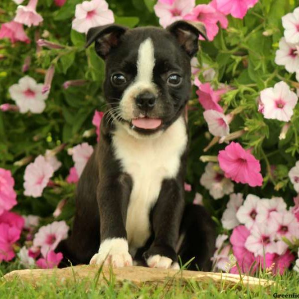 Ella, Boston Terrier Puppy