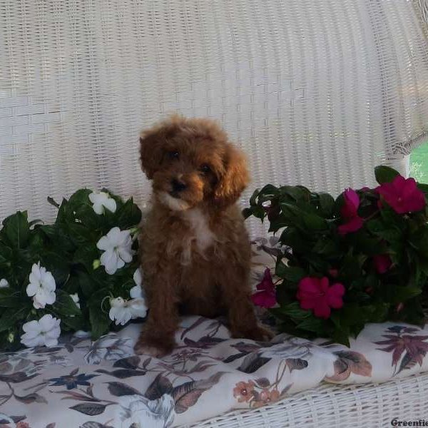 Ellarie, Cavapoo Puppy