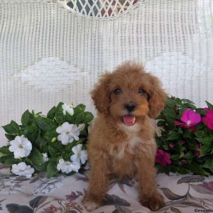 Ellarie, Cavapoo Puppy