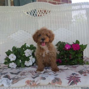 Ellarie, Cavapoo Puppy