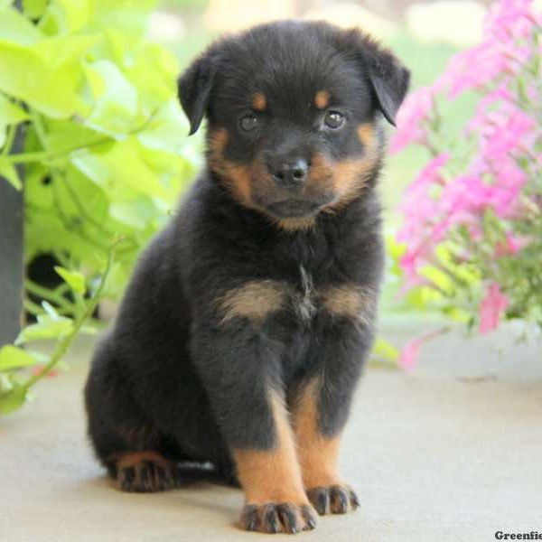 Ellie, Rottweiler Puppy