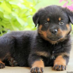 Ellie, Rottweiler Puppy