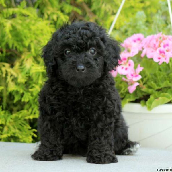 Elliot, Toy Poodle Puppy