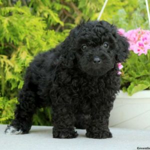 Elliot, Toy Poodle Puppy