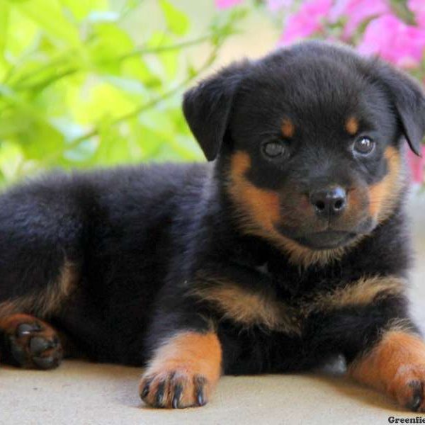 Elsie, Rottweiler Puppy