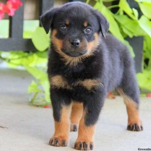 Elsie, Rottweiler Puppy