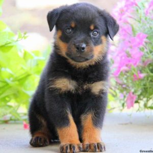 Elsie, Rottweiler Puppy