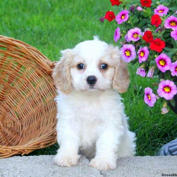 Elverson, Cavachon Puppy