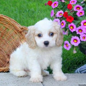 Elverson, Cavachon Puppy