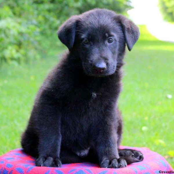 Elvin, German Shepherd Puppy