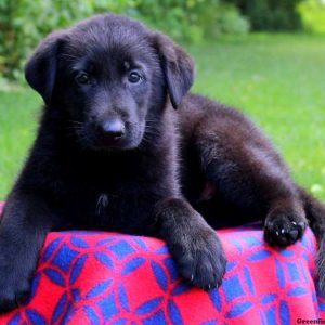 Elvin, German Shepherd Puppy