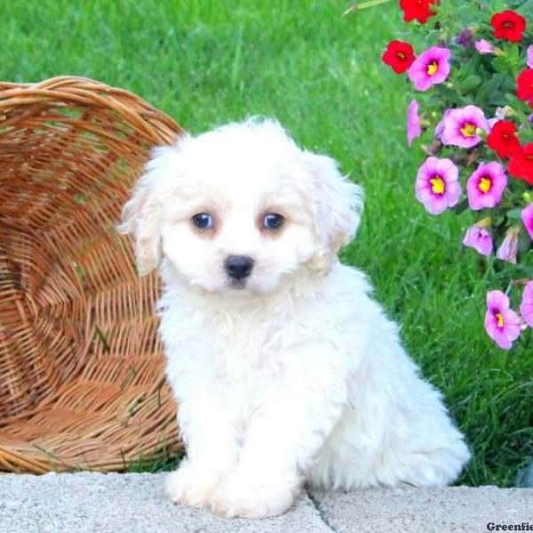 Emanuel, Cavachon Puppy