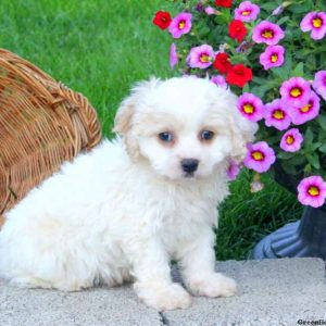 Emanuel, Cavachon Puppy