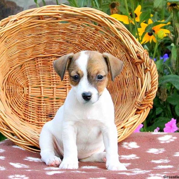 Emerald, Jack Russell Terrier Puppy