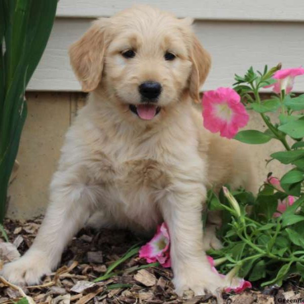 Emily, Goldendoodle Puppy