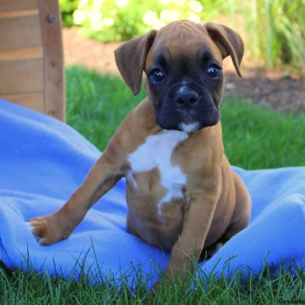 Emily, Boxer Puppy