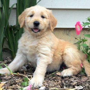 Emily, Goldendoodle Puppy