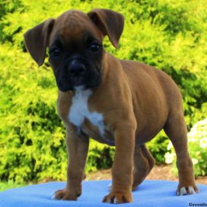 Emily, Boxer Puppy