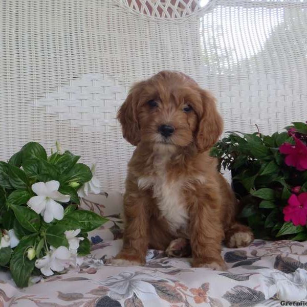 Emma, Cavapoo Puppy