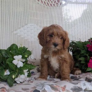 Emma, Cavapoo Puppy