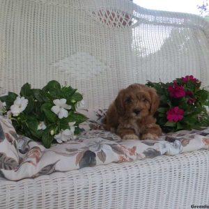 Emma, Cavapoo Puppy