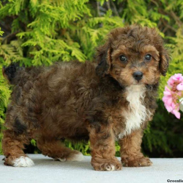 Emmitt, Toy Poodle Puppy