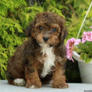 Emmitt, Toy Poodle Puppy