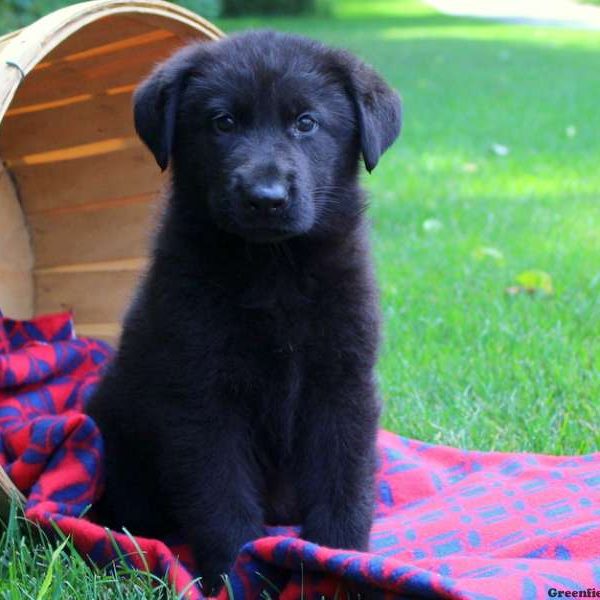 Enox, German Shepherd Puppy