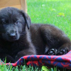 Enox, German Shepherd Puppy
