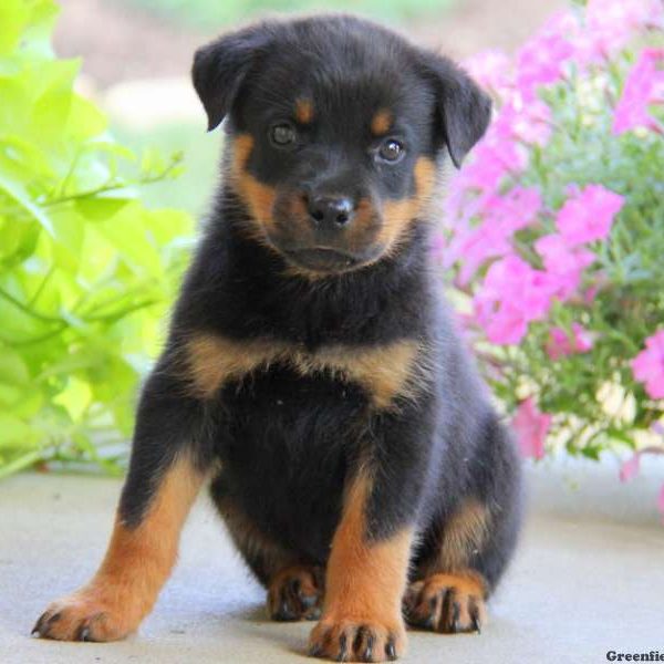 Eric, Rottweiler Puppy