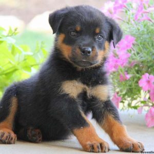 Eric, Rottweiler Puppy