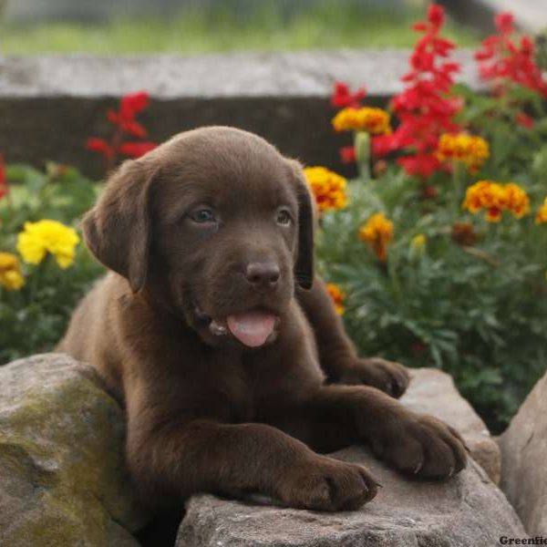 Espresso, Labrador Retriever-Chocolate Puppy