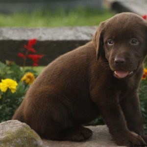 Espresso, Labrador Retriever-Chocolate Puppy