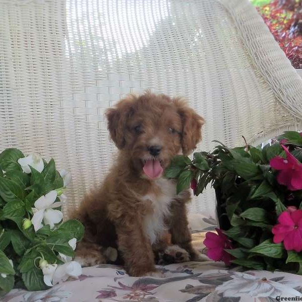 Essie, Cavapoo Puppy