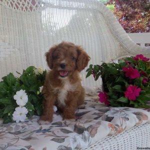 Essie, Cavapoo Puppy