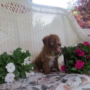 Essie, Cavapoo Puppy