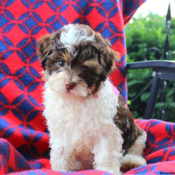 Esther, Shih-Poo Puppy