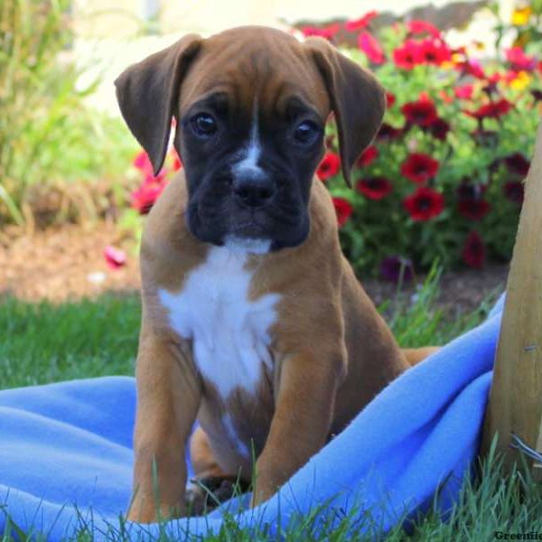 Esther, Boxer Puppy