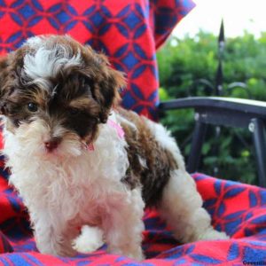 Esther, Shih-Poo Puppy