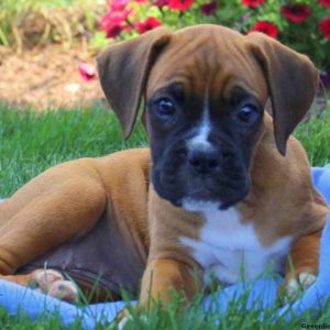 Esther, Boxer Puppy