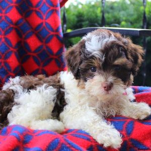 Esther, Shih-Poo Puppy