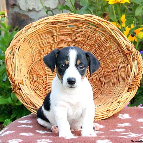 Ethan, Jack Russell Terrier Puppy