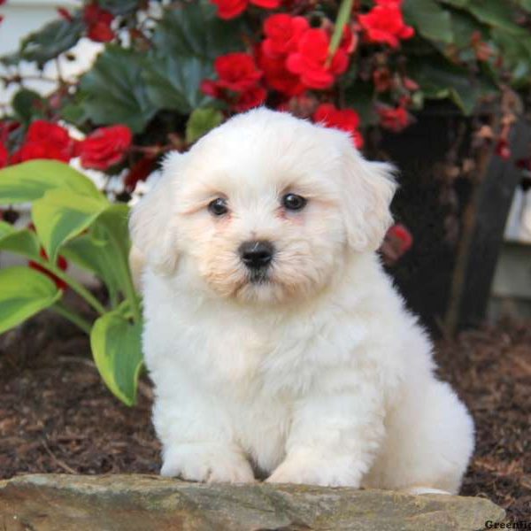 Ethan, Shichon / Teddy Bear Puppy