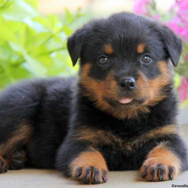 Ethan, Rottweiler Puppy