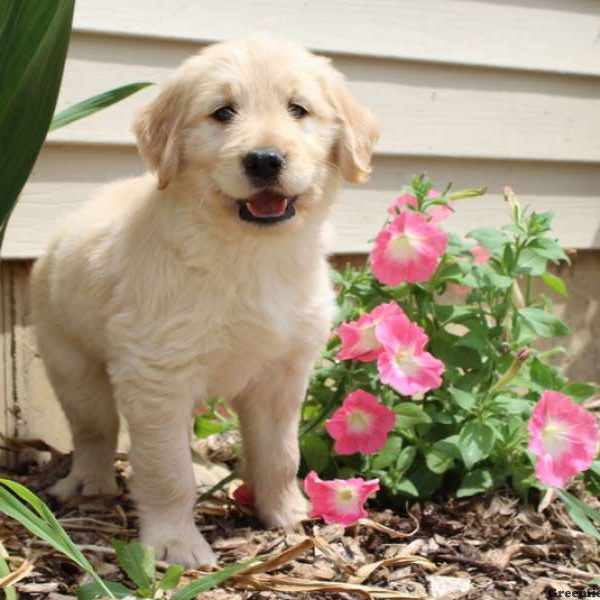 Ethan, Goldendoodle Puppy