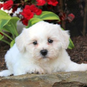 Ethan, Shichon / Teddy Bear Puppy