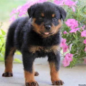Ethan, Rottweiler Puppy