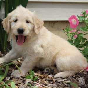 Ethan, Goldendoodle Puppy