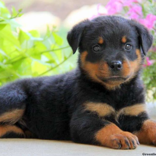 Evan, Rottweiler Puppy